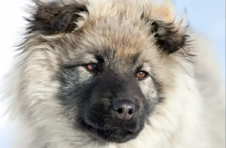 Caucasian Shepherd Dog Face