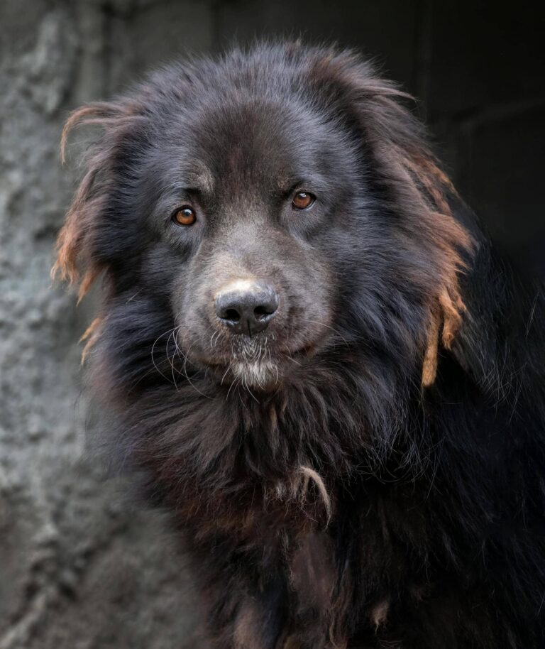 Black Caucasian Shepherd Dog