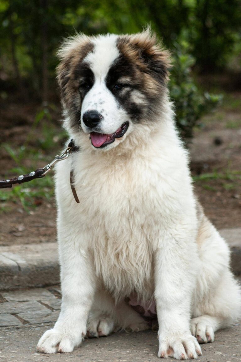 White Caucasian Shepherd Dog