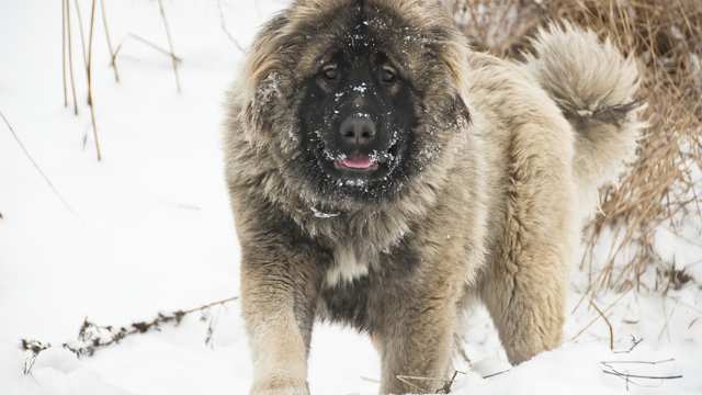 Caucasian Shepherd Dog in Snow
