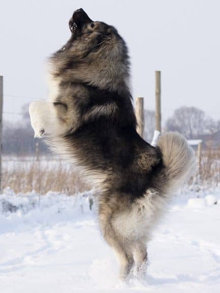 Caucasian Shepherd Dog Jumping Temperament