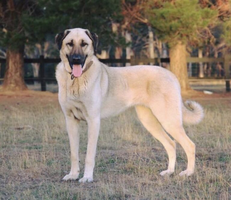 Caucasian Shepherd Dog vs Kangal