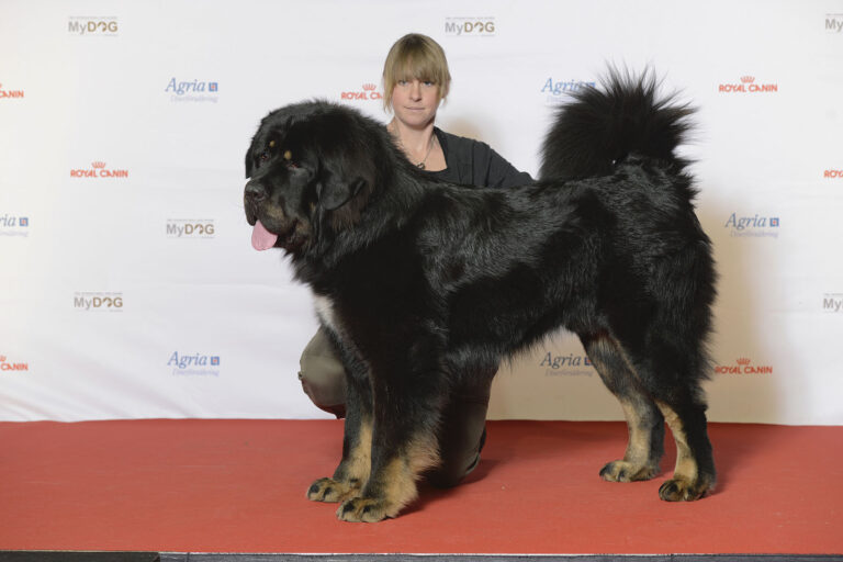 Caucasian Shepherd Dog vs Tibetan Mastiff